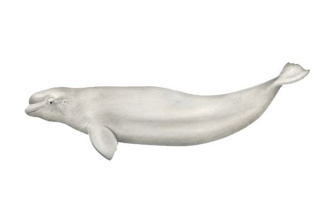 Beluga Whale Drawing Easy, Beluga Whale Art, Beluga Whale Illustration, Cute Beluga Whale, Beluga Painting, Beluga Illustration, Whale Swimming, Oh Whale, Beluga Whales