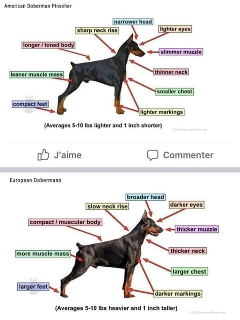 American Doberman Vs European, American Doberman Pinscher, American Doberman, Funny Pet Costumes, European Doberman, Doberman Puppies, Dog Design Art, Angry Dog, Doberman Love