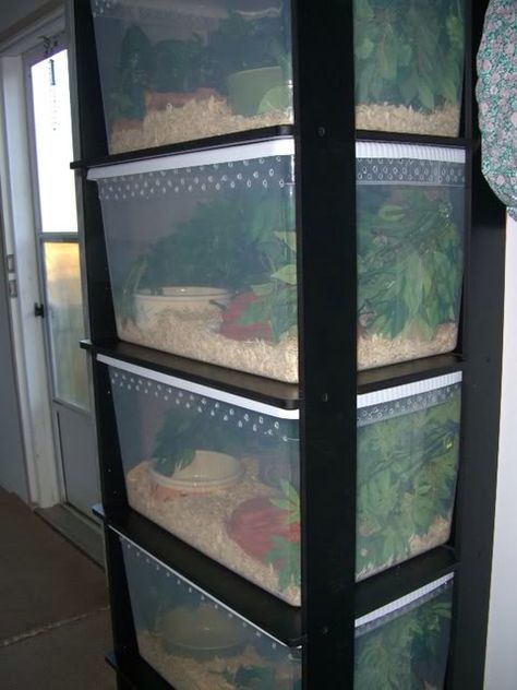 I love this rack! Most people don't even bother with plants in racks, but it's a nice touch! Snake Rack Diy, Diy Snake Rack With Heat, Diy Snake Rack, Diy Snake Enclosure, Ball Python Enclosure Ideas 40 Gallon, Snake Rack, African House Snake Enclosure, Diy Wooden Reptile Enclosure, Snake Tanks