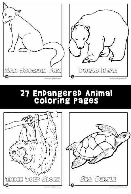 Coloring is a very easy way to incorporate art into learning about endangered animals with young kids. Endangered Species Activities, Endangered Animals Activities, Endangered Animals Project, Coloring Pages Animals, Endangered Species Art, Animal Activities For Kids, Animals Coloring Pages, Animals Printable, Rainforest Animals