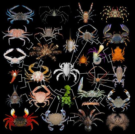 How did crabs evolve 'crabbiness'? It's complicated. https://www.nationalgeographic.com/science/2019/04/how-did-crabs-evolve-crabbiness-complicated/ Crab Species, Dinosaur Age, Dinosaur Era, Aquatic Ecosystem, Ancient Animals, Best Christmas Presents, The Crab, Big Animals, Body Form