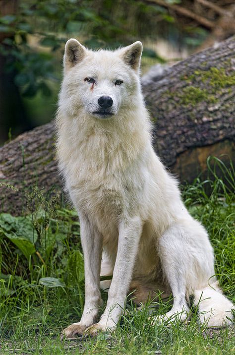 Sitting and posing Arctic wolf Wolf Sitting, Wolf Poses, Baby Wolves, Wolf World, Wolf Husky, Arctic Wolf, Wolf Photos, Wolf Love, Wild Wolf