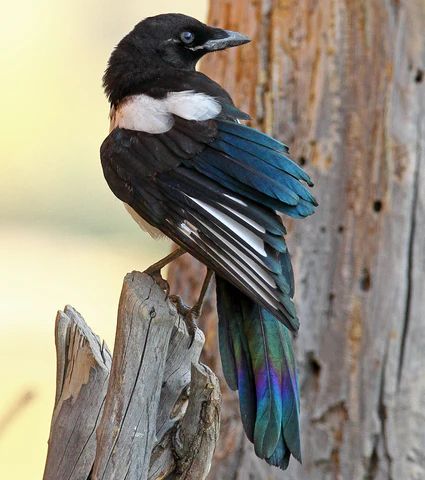 Magpie Tattoo, Magpie Art, Colorful Wings, Black And White Birds, Crows Ravens, Road Sign, Arte Inspo, Fence Post, Bird Cards