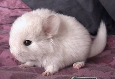 The white Chinchilla we had for a few months was like this, but bigger. This is baby chinchilla.We called the chinchillas Pinky and the Brain. White Chinchilla, Baby Chinchilla, Chinchilla Cute, Chinchilla Pet, Cute Small Animals, Chinchillas, Baby Animals Funny, Baby Puppies, Cute Animal Videos