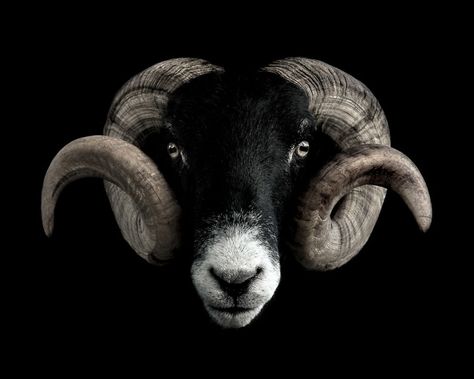 Swaledale Sheep Horned Animals, Black And White Backgrounds, Low Key Portraits, Animals With Horns, Sheep Breeds, White Backgrounds, British Wildlife, Animal Reference, Black And White Background