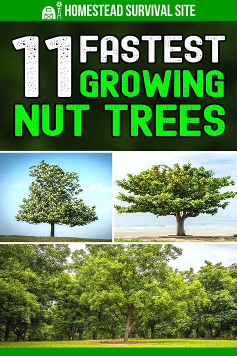 Growing Hazelnuts Trees, Brazil Nut Tree, Nut Trees Types Of, How To Grow Cashews, How To Start An Orchard, Growing Almonds, Cashew Nut Tree, Fruit Trees Backyard, Hazelnut Tree