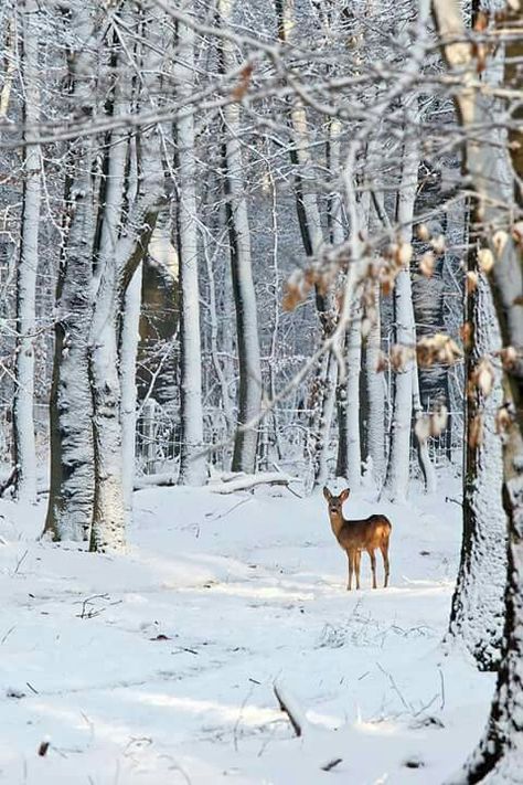 Deer Background, Deer In Snow, Deer Photography, Snowy Woods, Winter Szenen, Forest Background, Forest Photos, Snowy Forest, Winter Wood