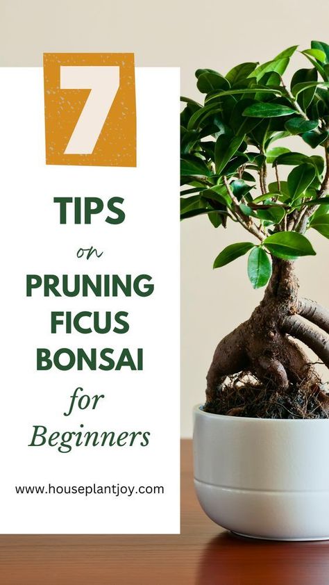 Bring your green thumb indoors and learn how to care for your Ficus Bonsai! Get creative with pruning tips and techniques tailored just for beginners. Ficus Bonsai Tree Care, Bonsai For Beginners, Ficus Ginseng Bonsai, How To Grow Bonsai, Ficus Bonsai Tree, Jade Plant Care, Ficus Bonsai, Bonsai Pruning, Bonsai Ficus