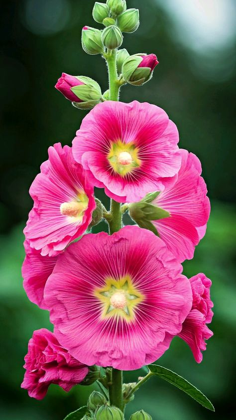 Dreaming of a gorgeous floral display in your home garden? Learn how to grow hollyhocks from seeds in pots for stunning, easy-to-manage blooms! Dive into our full guide for all the tips. #Hollyhocks #Gardening101 #ContainerGardening #FlowerPower #GardenLove" Winter Season Flowers, Hollyhock Flowers, Growing Hollyhocks, Winter Flowering Plants, Lantana Plant, Hollyhocks Flowers, Jasmine Plant, Flowers Winter, Start Of Winter