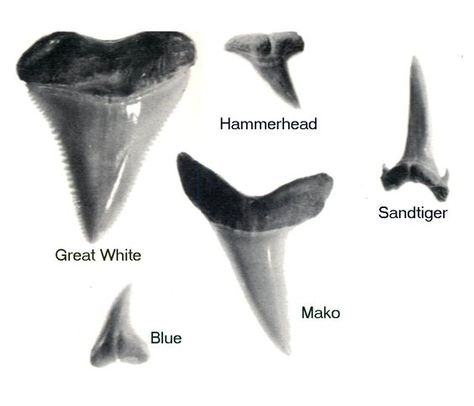 Displaying Shark Teeth, Shark Teeth Crafts, Shark Tooth Tattoo, Sharks Teeth, Types Of Sharks, Shark Facts, Shark Bait, Fossil Hunting, Dental Facts