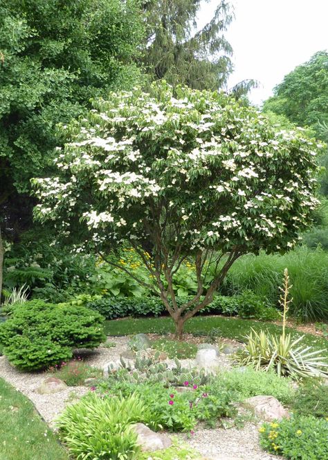 Cornus kousa var chinensis ‘Girard’s Nana’ (Girard’s dwarf Chinese dogwood, Zones 5 – 9). I bought this tree 20 years ago from the original Girard’s Nursery in Ohio. It has everything going for it: compact size, great flowers, interesting fruit, beautiful bark, and it is HARDY. Cornus Kousa, Trees For Front Yard, Miss Green, Paradise Garden, Gravel Garden, Fine Gardening, Garden Photos, Shade Plants, Foliage Plants