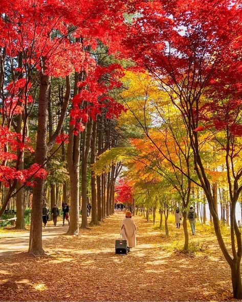 Nami Island Autumn, Fall In Korea, Korea Culture, Autumn In Korea, South Korea Photography, Korea Południowa, Korea Tourism, Nami Island, Trip Outfit