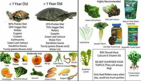 Recommended food for yellow belly turtles xx Yellow Belly Turtle, Red Ear Turtle, Yellow Bellied Slider, Turtle Enclosure, Russian Tortoise Diet, Red Eared Slider Turtle, Turtle Facts, Turtle Aquarium, Turtle Care