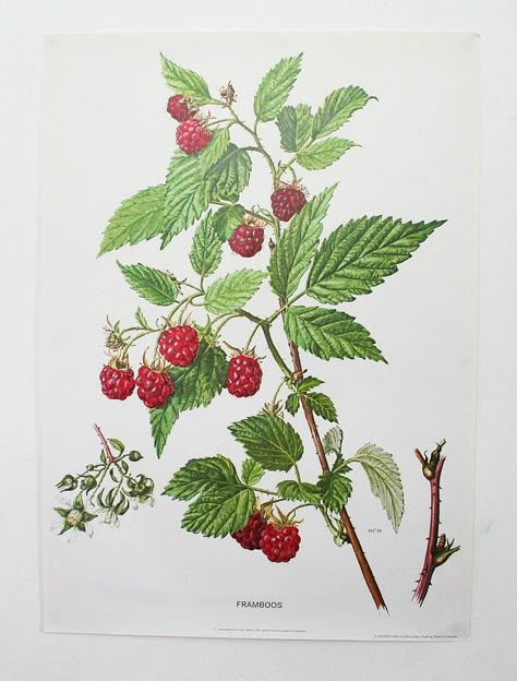 Vintage Botanical Print 'Raspberry' Raspberry Plant, Botanisches Tattoo, Plants Poster, Raspberry Plants, Biology Art, Antique Botanical Print, Vintage Flower Prints, Botanical Tattoo, Illustration Botanique