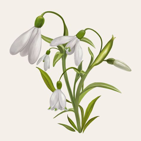 Snowdrops Illustration, Snowdrop Plant, Snow Drops Flowers, Snowdrop Flower, Snow Drop, Flower Drawing Tutorials, Traditional Japanese Art, Plant Drawing, No Rain