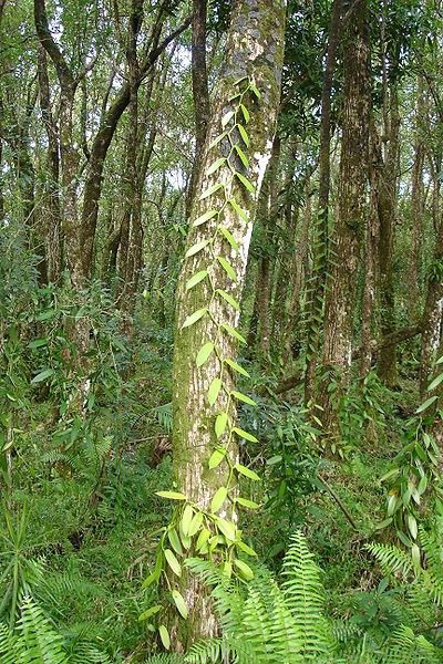 Vanilla Orchid Vine Growing up a Tall Tree Grow Vanilla Beans, Vanilla Planifolia, Vanilla Plant, Vine Tattoos, Vanilla Orchid, Reunion Island, Orchid Plants, Tall Trees, Saint Denis