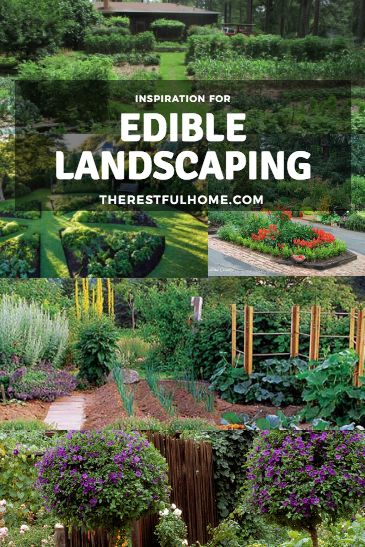 Edible Landscape Inspiration - The Restful Home Beautiful Garden Layout, Edible Garden Layout, Edible Perennial Garden Ideas, Edible Garden Landscape Design, Edible Hedge Plants, Flower And Herb Garden Layout, Edible Landscape Design Ideas, Natural Yard Landscaping, Strip Garden Ideas