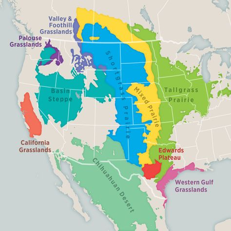 North American Grasslands & Birds Report | Audubon Grassland Biome, Tallgrass Prairie National Preserve, Tallgrass Prairie, Prairie Planting, Carbon Sequestration, Overwintering, Soil Improvement, Biome, New Growth