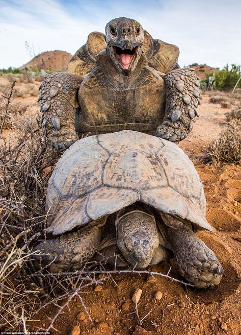 Tortoise style! The male Leopard tortoise mounted the female before thrusting back and forth in the arid Great Karoo-a semi-desert region in South Africa Tortoise Pictures, Tortoise Tattoo, Leopard Tortoise, Tortoise Habitat, Turtle Time, Sulcata Tortoise, Tattoo Nature, Galapagos Tortoise, Life Activities