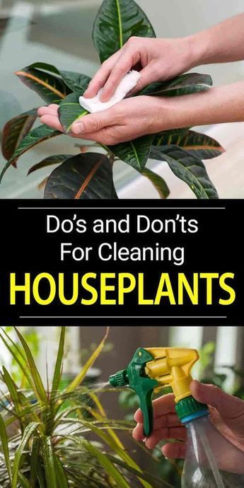 Learn how to clean plant leaves, proper leaf cleaning helps keeps plants healthy, enhances their appearance, reduces pests and diseases [DETAILS] نباتات منزلية, Household Plants, Clean Cleaning, Plant Care Houseplant, Inside Plants, Indoor Plant Care, Best Indoor Plants, Indoor Gardens, Do's And Don'ts