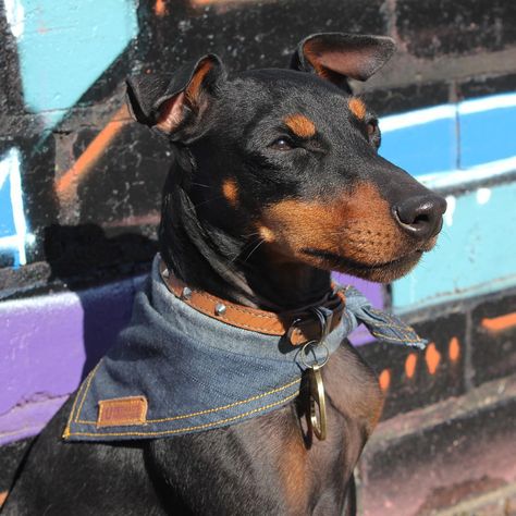 Willie likes to blend in with Melbourne's street art �⚡️ - Hobo bandana 👍🏻 •••••••••••••••••••••••••••••••• #streetart #melbourne #collingwood #englishtoyterrier #toymanchesterterrier #dogsofinstagram #dogsofmelbourne #blackandtan #dogbandana #pethaus #pethauspack Dog Neckerchief, Melbourne Street, Dog Vests, Battle Jacket, Cool Dog, Denim Dog, Bandana Dog, Designer Dog, Dog Vest