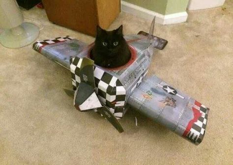 Cat In A Plane Cat Celebrating, Gatos Cool, Cute Cat Photos, American Bobtail, Black Kitty, Cat Humor, A Black Cat, Cat Photos, Vet Tech