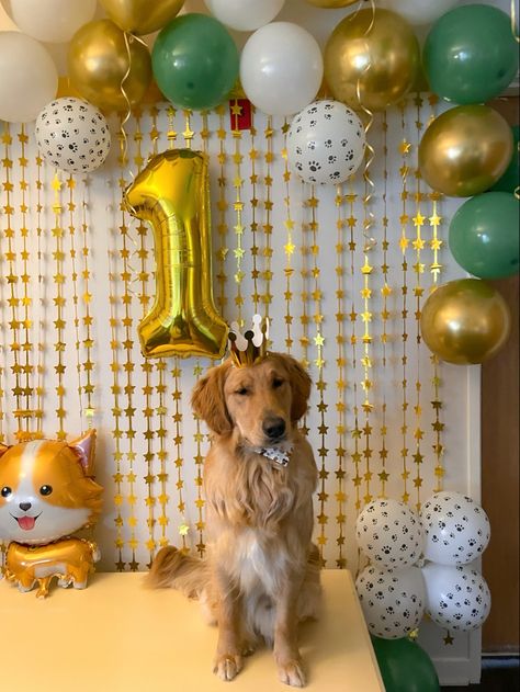 Pet party! Dog Party Photoshoot, Golden Retriever Birthday Party, Dog Birthday Photoshoot, Golden Retriever Birthday, Dog Photoshoot Pet Photography, Puppy Photoshoot, Golden Birthday Parties, Pet Party, Puppy Birthday Parties