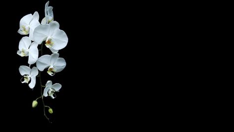 White Flower Wallpaper, Black Flowers Wallpaper, Orchid Wallpaper, Flowers Black Background, Hd Flowers, White Background Wallpaper, Black Background Wallpaper, Dark Flowers, Flowers Black