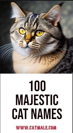 100 Majestic Cat Names Mainecoon Cat Names, Pretty Cat Names, Boy Cat Names Unique, Cats Names Ideas, Male Cat Names Unique, Cat Names Boy, Cat Names Male, Cat Names Aesthetic, Cat Names Unique