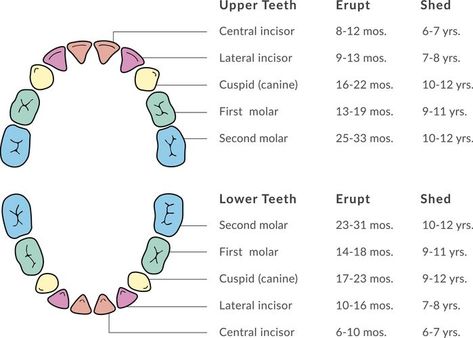 When do kids start losing teeth? Expert guide to baby teeth Kids Teeth Chart, Health Activities For Kids, Teeth Eruption, Kids Dental Health, Losing Teeth, Tooth Chart, Milk Teeth, Swollen Gum, Tooth Care