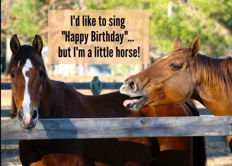 Happy Birthday Horse Lover Funny, Happy Birthday Horse Lover, Cute Happy Birthday Pictures, Birthday Horse, Birthday Quotes For Me, Funny Happy Birthday Wishes, Only Me, Cute Happy Birthday, Funny Pets