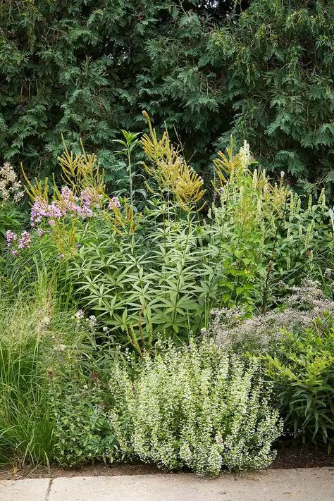 Pollinator Garden Ideas, Pollinator Garden Design, Naturalistic Garden, Dutch Gardens, Bees And Butterflies, Garden Plan, Low Maintenance Landscaping, Bee Garden, Pollinator Garden