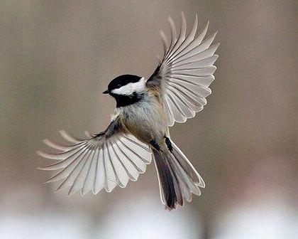 Fantail Flying, Flying Chickadee, Chickadee Flying, Selene Aesthetic, Birds Landing, Chickadee Photography, Chickadee Tattoo, Pied Wagtail, Rose Tattoo Stencil