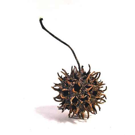 Sweet Gum Tree Balls - from the Sweet Gum tree which grow all over the region- these are the seed pods Monkey Balls, Sweet Gum Tree, Gum Trees, Seed Balls, Sweet Gum, Louisiana Homes, Gum Tree, Seed Pod, Southern Life