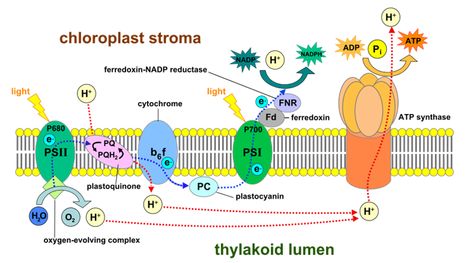 Try this quiz on Light dependent reaction of photosynthesis. Check your concept clarity http://www.quizbiology.com/2018/01/quiz-on-light-reaction-of-photosynthesis-practice-test.html Photosynthesis Projects, Photosynthesis Activities, Oxidative Phosphorylation, Photosynthesis And Cellular Respiration, Light Reaction, Electron Transport Chain, Cellular Respiration, Ap Biology, Interactive Science