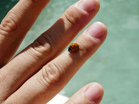 Ladybug Meaning, Yellow Ladybug, Career Astrology, Create Your Own Reality, Well And Good, Signs From The Universe, A Ladybug, Animal Symbolism, Dream Symbols