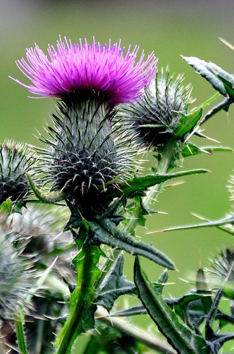 Wild Thistle Flower | A walk through the local cemetery with… | Flickr Wild Thistle, Thistle Scotland, Scottish Flowers, Thistles Art, Purple Thistle, Thistle Flower, Scottish Thistle, Milk Thistle, Cactus Y Suculentas