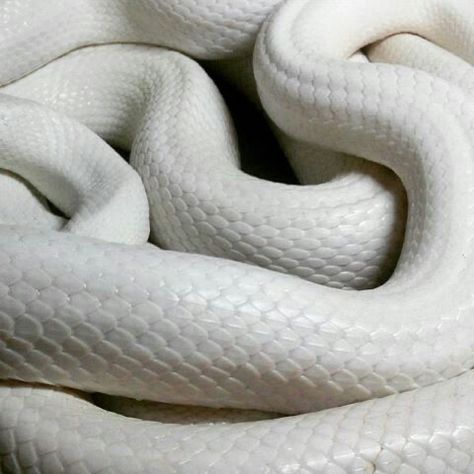 Snake Skin Aesthetic, Lys Aesthetic, Texas Rattlesnake, Snake Tail, Rat Snake, Snake Scales, Aesthetic House, Dragon Fire, Fire And Blood