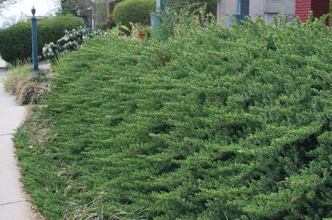 Shore juniper - full sun ground cover Shore Juniper, Full Sun Ground Cover, Creeping Juniper, Clematis Montana, Ground Covering, Green Ground, Missouri Botanical Garden, Planting Shrubs, Coastal Gardens