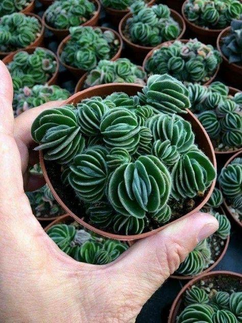 Kaktus Dan Sukulen, Terrarium Ideas, نباتات منزلية, Succulent Gardening, Garden Terrarium, Unusual Plants, Unique Plants, Cactus Y Suculentas, Cactus Garden