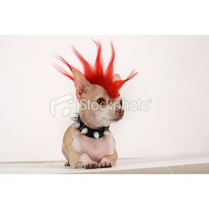 punk chihuahua picture by drink_cheerwine - Photobucket Costumes For Dogs, Most Creative Halloween Costumes, Dog Costumes Funny, Dog Print Tattoo, Puppy Costume, Diy Dog Costumes, Puppy Dress, Dog Line, Creative Costumes