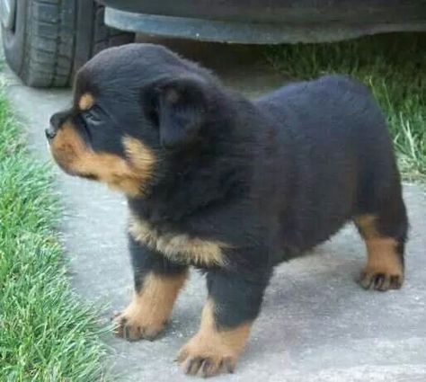 Rottweiler Dog Puppy, Rottweiler Lovers, Dog Mommy, Super Cute Puppies, Cute Animals Puppies, Very Cute Dogs, Really Cute Dogs, Rottweiler Puppies, Rottweiler Dog