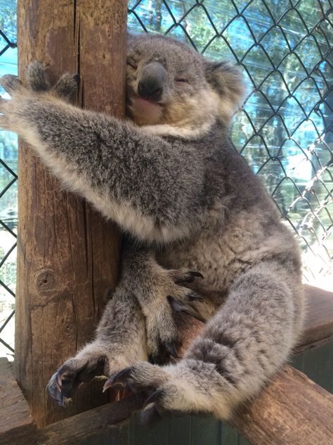 Gwen's koala hugging his tree |  Love eucalyptus, naps, hugs, and trees. It's official: I was a koala in a past life. Koala Marsupial, The Wombats, Baby Koala, Australian Animals, Sweet Animals, Koala Bear, Exotic Pets, Cute Funny Animals, Animals Friends