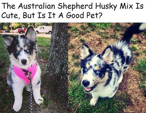 The Australian Shepherd Husky Mix Is Cute, But Is It A Good Pet? #husky #dogs #australianshepherd Australian Husky, Husky Mix Puppies, Australian Shepherd Husky, Australian Shepherd Red Tri, Siberian Husky Funny, Siberian Husky Mix, Alaskan Husky, Australian Shepherd Mix, Siberian Husky Dog