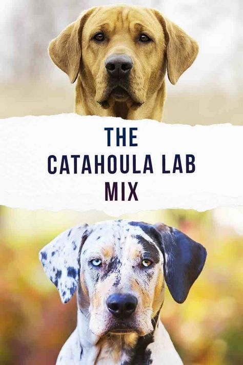 Catahoula Lab Mix Dogs, Catahoula Leopard Dog Facts, Catahoula Puppies, Louisiana Catahoula Leopard Dog, Catahoula Leopard Dog Mix, Lab Mix Puppies, Labrador Mix, Catahoula Leopard Dog, Catahoula Leopard