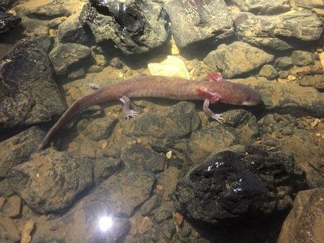 Researchers at UT have discovered the largest individual of any cave salamander in North America, a 9.3-inch specimen of Berry Cave salamander. The finding was published in Subterranean Biology. Scientific Magazine, Science Articles, Mystery Of History, Science News, University Of Tennessee, Endangered Species, History Facts, Animal Photography, Biology