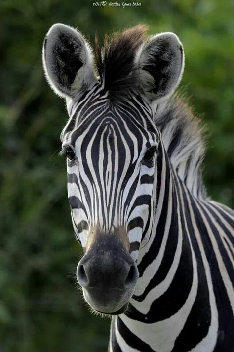 Zebra Portrait, Zebra Drawing, Zebra Pictures, Zebra Face, Zebra Painting, Animal Photography Wildlife, Zebra Art, Mangekyou Sharingan, Zebras Animal