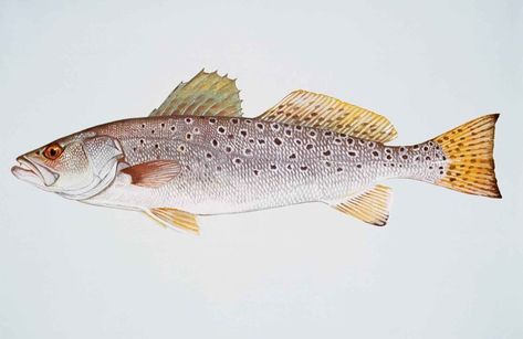 For the Best Trout Fishing, Follow Your Nose – Garden & Gun Trout Painting, Speckled Trout, Trout Art, Fish Background, Sea Trout, Water Creatures, All Fish, Brown Trout, Dry White Wine