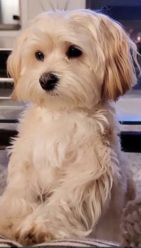 Bichon Havanese, Havanese Haircuts, Havanese Grooming, Dog Haircut, Puppy Haircut, Bichon Havanais, Teddy Bear Dog, Dog Haircuts, Very Cute Puppies