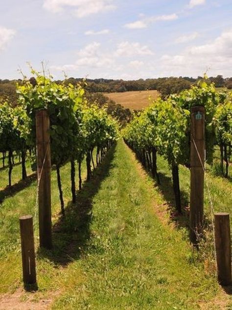 Grape Vineyard, Grape Plant, Wine Vineyards, Italy Wine, Napa Valley Wine, Red Hill, Mornington Peninsula, Types Of Wine, Fruit Garden